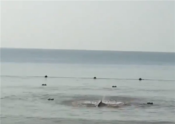 辟谣三亚大东海鲨鱼咬人视频，官方：是鲸鱼